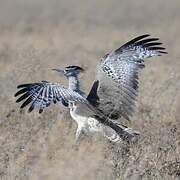 Kori Bustard