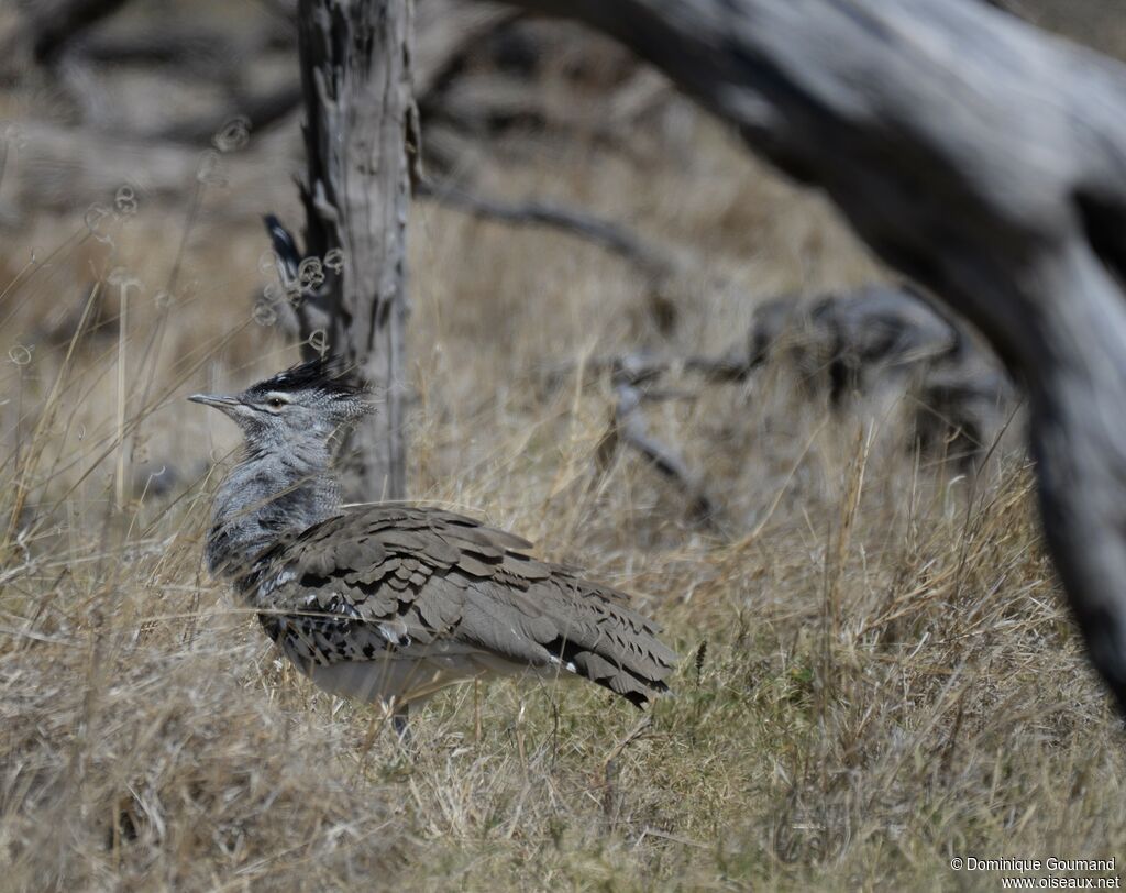 Kori Bustard