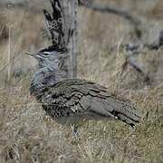 Kori Bustard