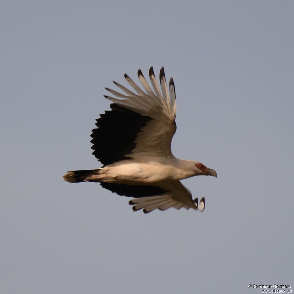 Palm-nut Vulture