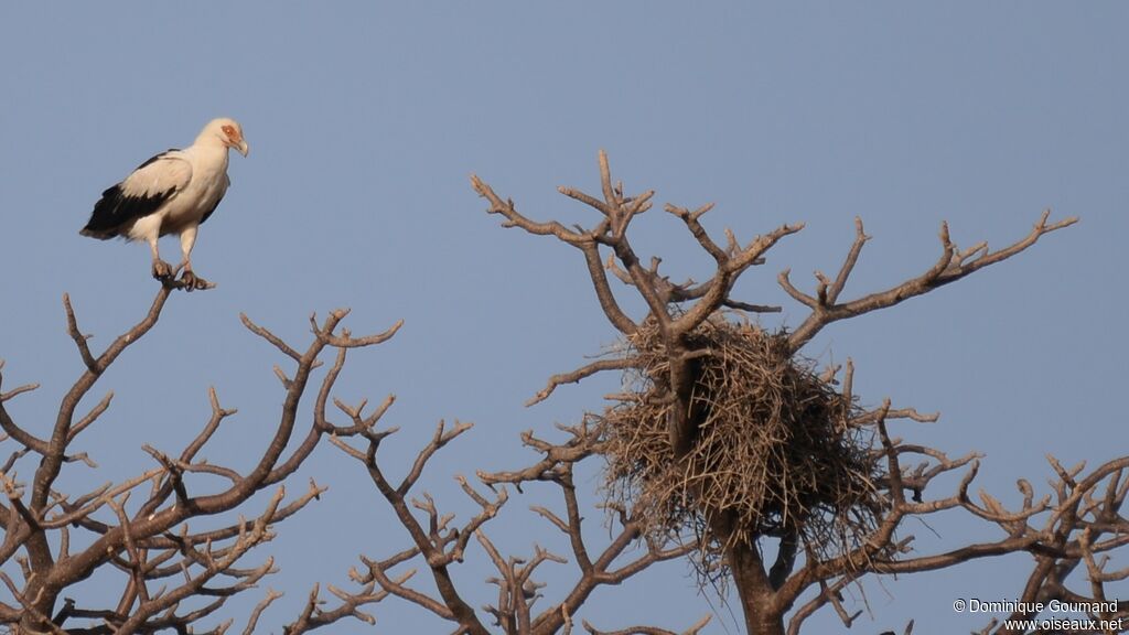 Palm-nut Vulture