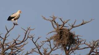 Palm-nut Vulture