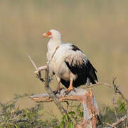 Palm-nut Vulture