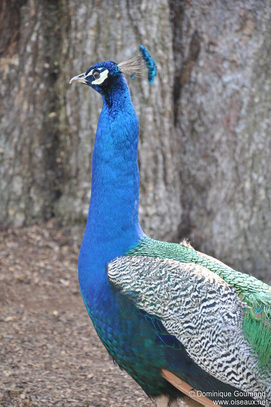 Paon bleu mâle