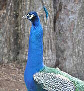 Indian Peafowl