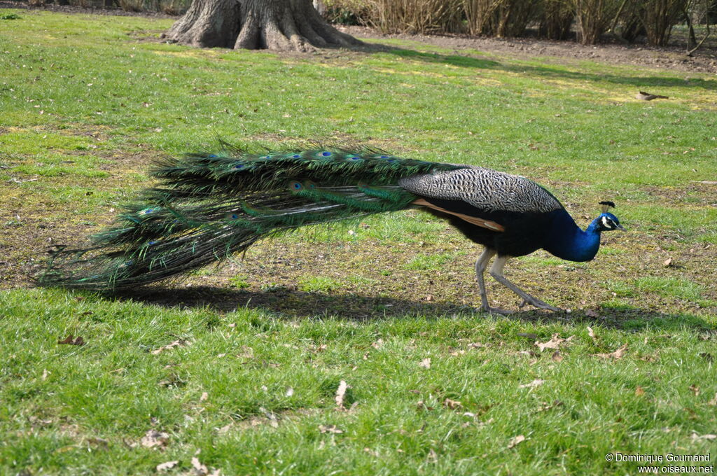 Indian Peafowl