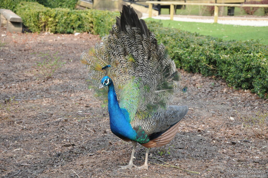 Indian Peafowl