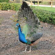 Indian Peafowl