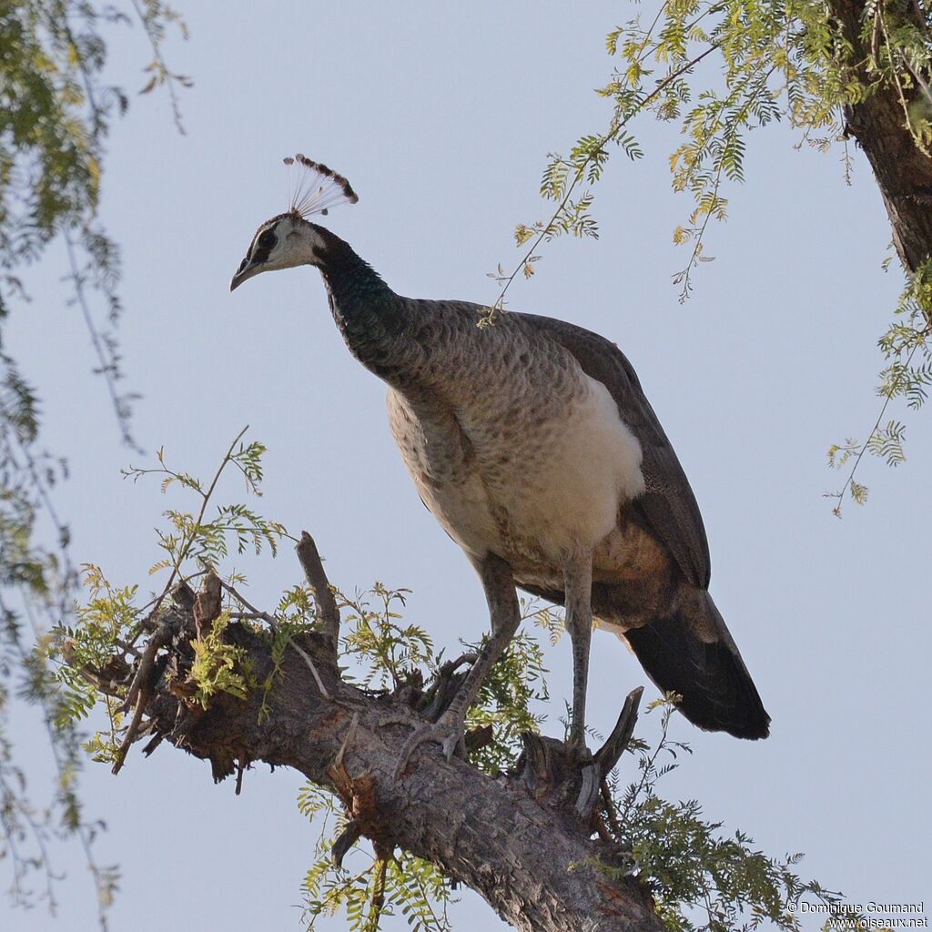 Indian Peafowl female adult