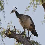 Indian Peafowl