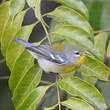 Paruline à collier