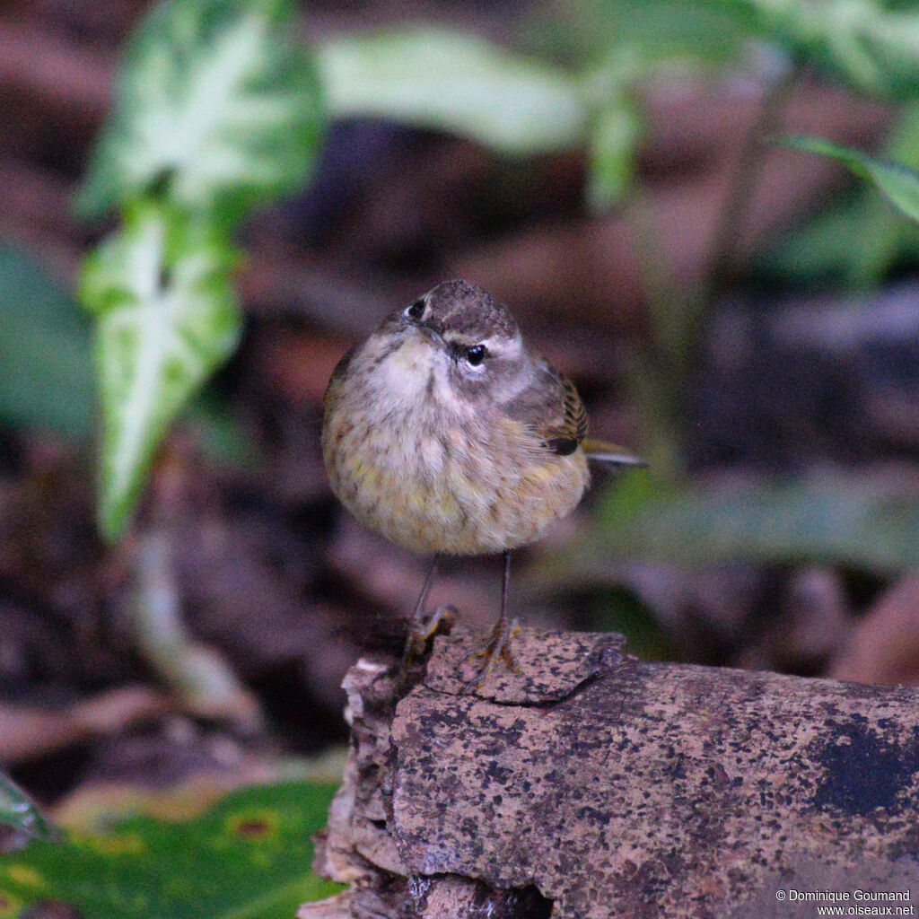 Paruline à couronne rousse