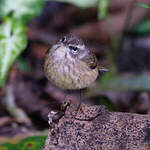 Paruline à couronne rousse