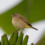Paruline à couronne rousse
