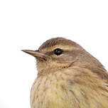 Paruline à couronne rousse