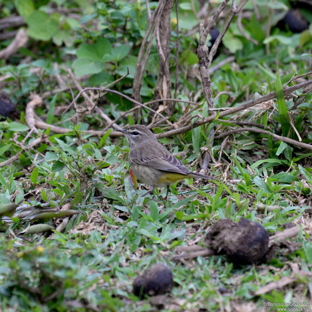 Paruline à couronne rousse
