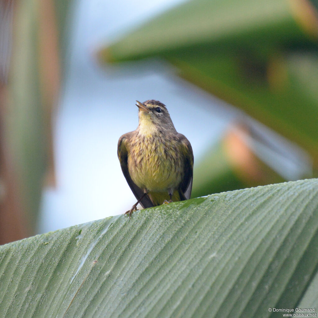 Paruline à couronne rousse