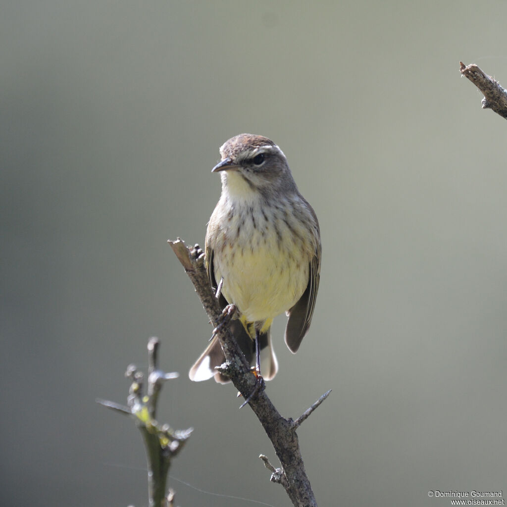 Paruline à couronne rousseadulte, identification