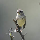Paruline à couronne rousse
