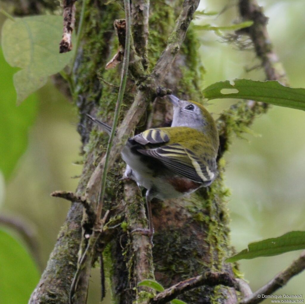 Paruline à flancs marron mâle juvénile