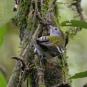 Chestnut-sided Warbler