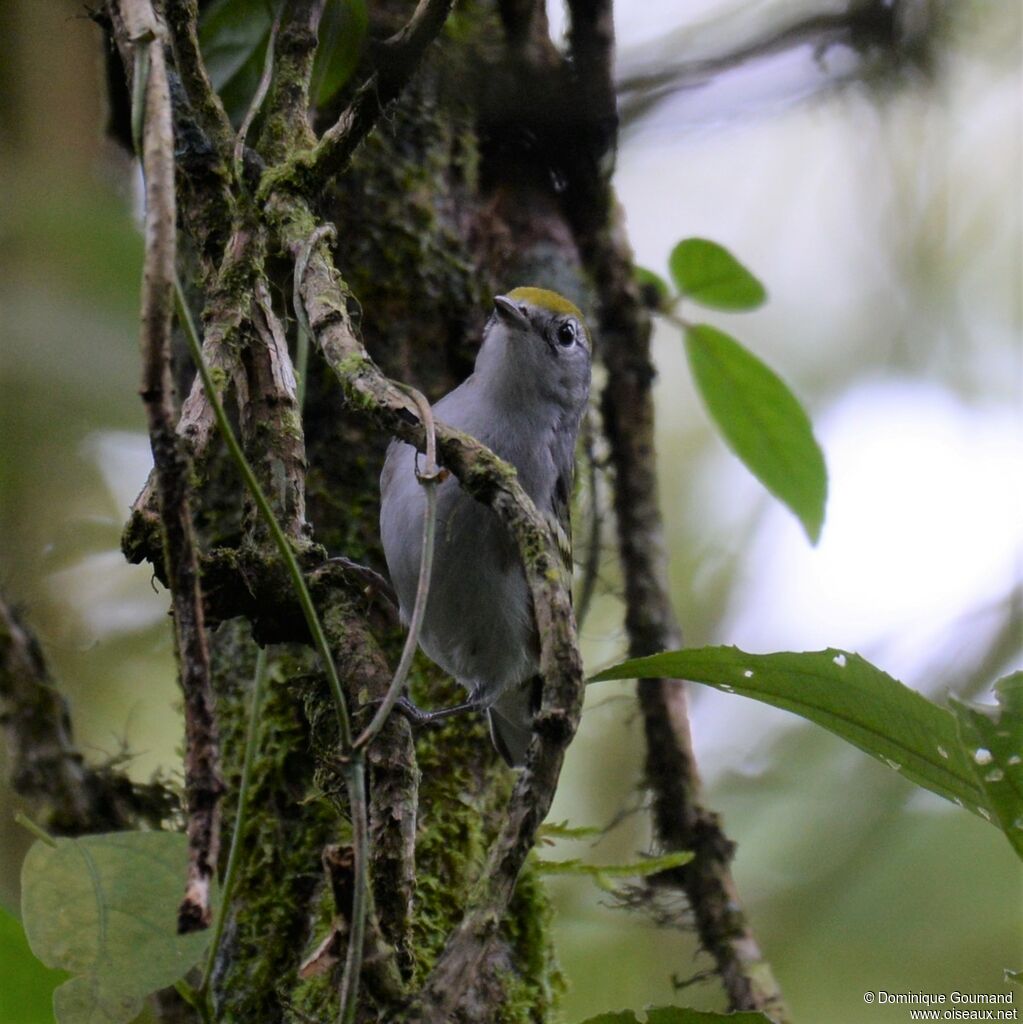 Chestnut-sided Warbler male juvenile