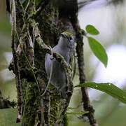 Chestnut-sided Warbler