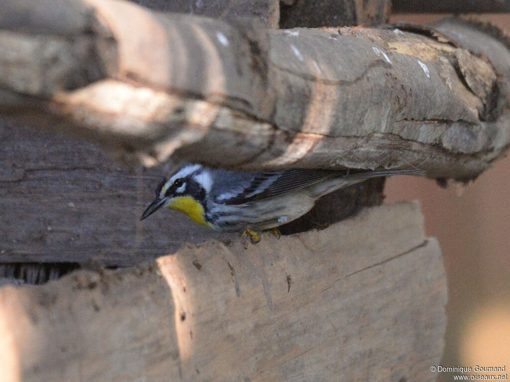 Paruline à gorge jaune