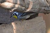 Paruline à gorge jaune