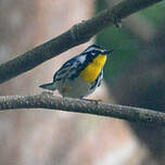 Paruline à gorge jaune