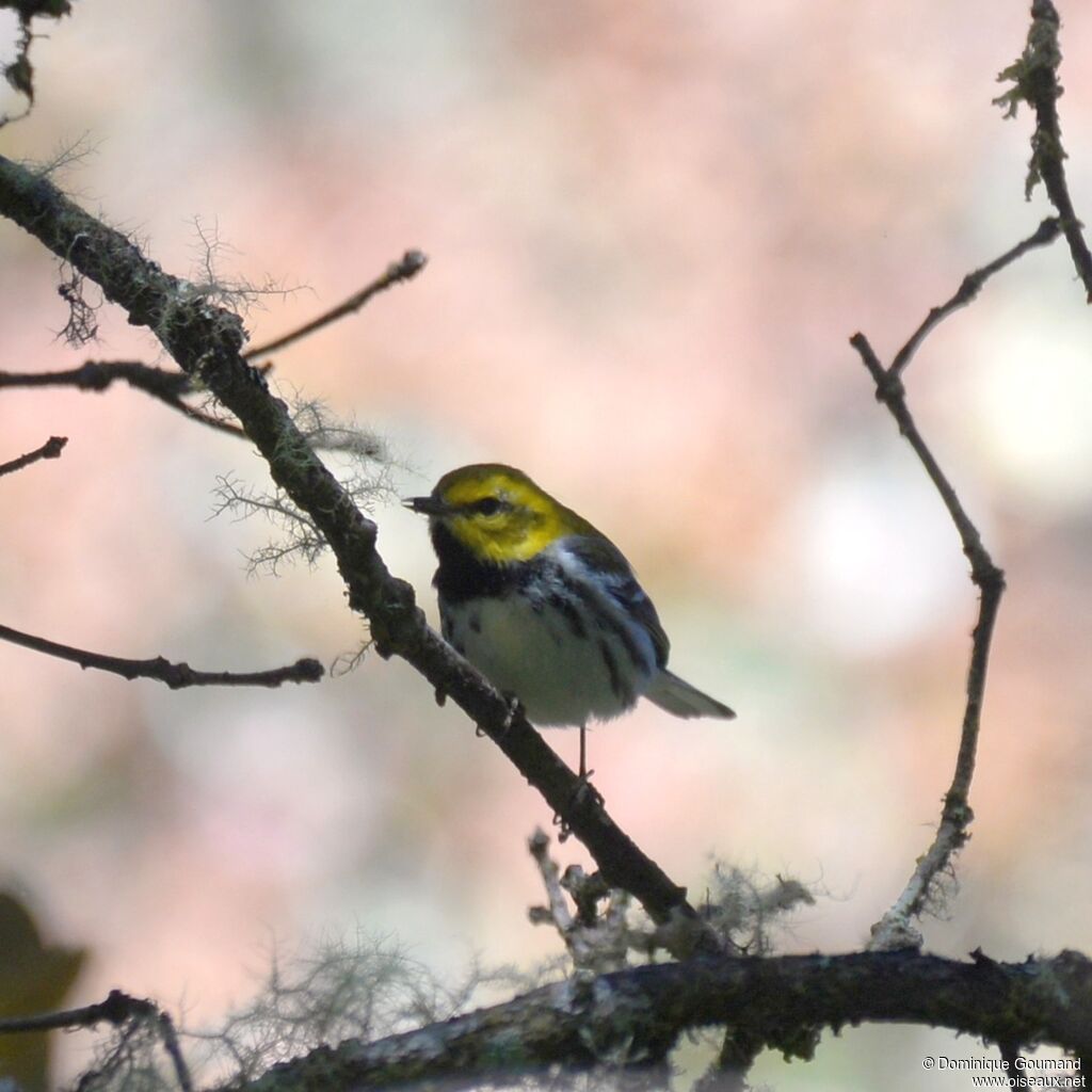 Black-throated Green Warbler male adult