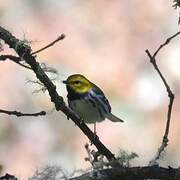 Black-throated Green Warbler