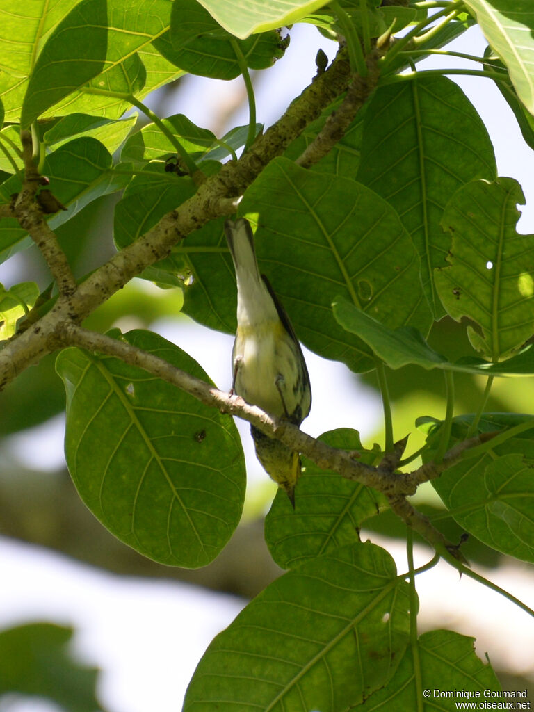 Paruline à gorge noire
