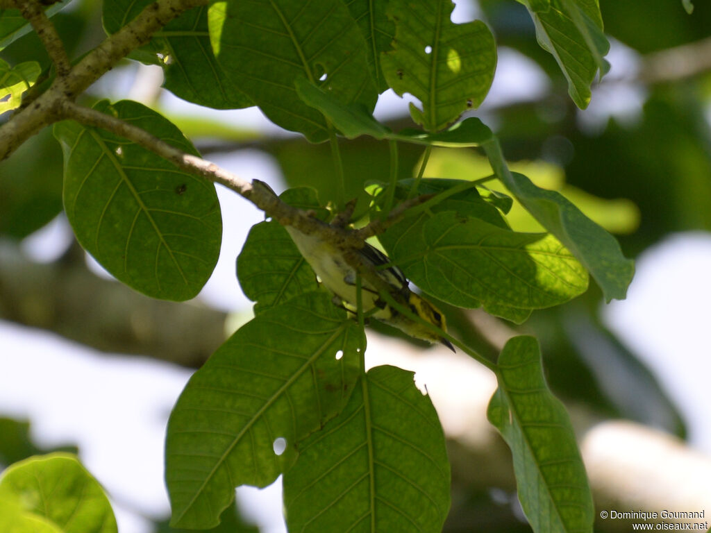 Paruline à gorge noire