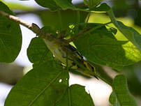 Paruline à gorge noire
