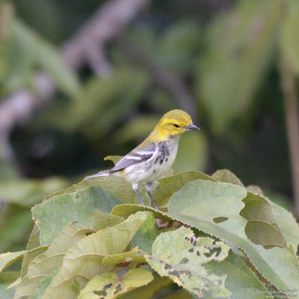 Paruline à gorge noire