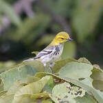 Paruline à gorge noire