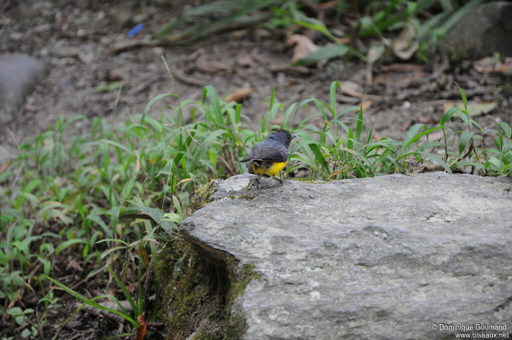 Slate-throated Whitestart