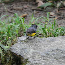 Paruline ardoisée