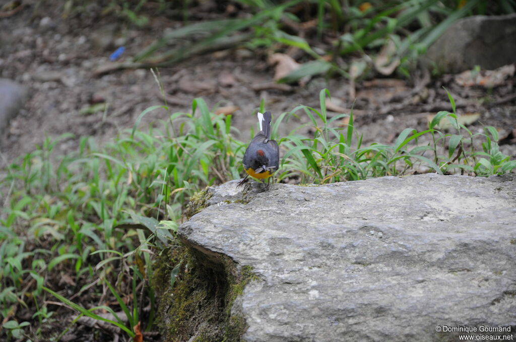 Slate-throated Whitestart