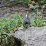 Paruline ardoisée