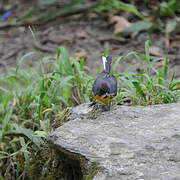 Slate-throated Whitestart