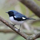 Paruline bleue