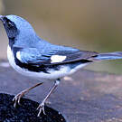 Paruline bleue