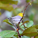 Paruline de Fernandina