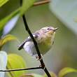 Paruline de Townsend