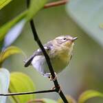 Paruline de Townsend