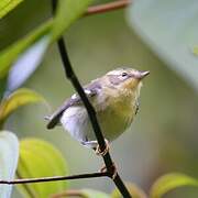 Townsend's Warbler