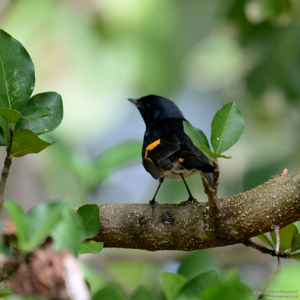 Paruline flamboyante