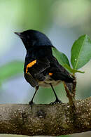 Paruline flamboyante